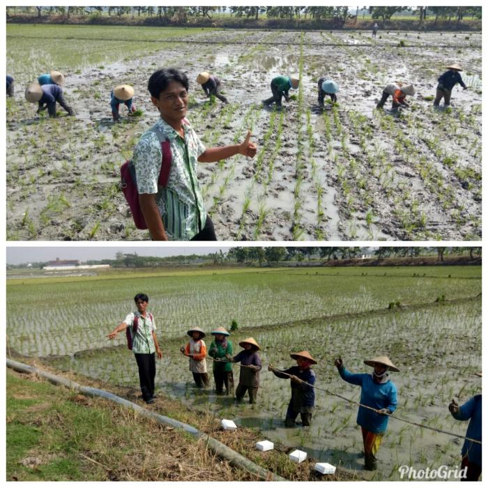 PENINGKATAN PRODUKSI DENGAN TEKNOLOGI  SISTEM TANAM JAJAR LEGOWO
