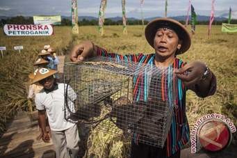 PENGENDALIAN HAMA TIKUS PADA TANAMAN PADI SAWAH  DAN JAGUNG