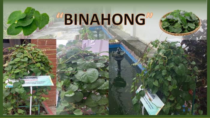 BINAHONG TANAMAN HERBAL YANG KAYA MANFAAT