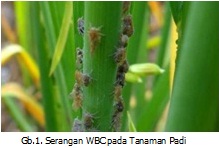 Wereng Batang Coklat Pada  Tanaman Padi