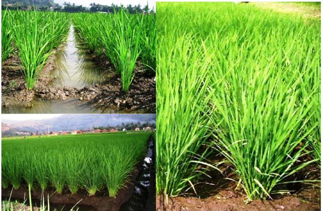 Inovasi Teknologi Intensifikasi Padi Aerob Terkendali Berbasis Organik (ipat-bo) Sebagai Andalan Dalam Pemulihan Kesehatan Lahan Dan Meningkatkan Produktivitas Padi 