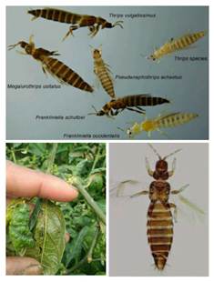 Pengendalian Hama Thrips Pada Tanaman Cabai
