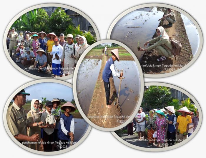 AJAK, PETANI TANAM REFUGIA SEBAGAI ALTERNATIF PENGENDALIAN ORGANISME PENGGANGGU TANAMAN.