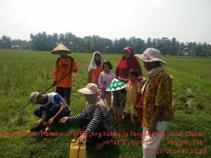 pengendalian hama tikus  di lahan sawah
