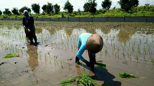 PENGELOLAAN SAWAH BUKAAN BARU