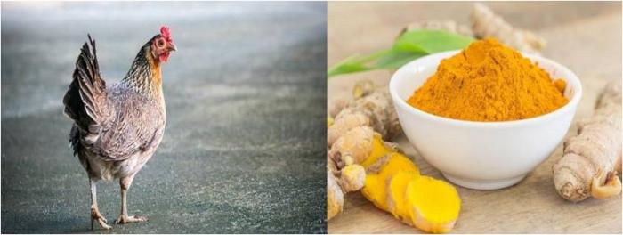 PAKAN JAMU SEBAGA ISU PLEMEN KESEHATAN AYAM 