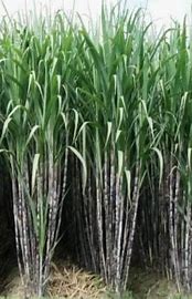 PENGENDALIAN PENYAKIT LUKA API PADA TEBU  MELALUI BONGKAR RATOON 