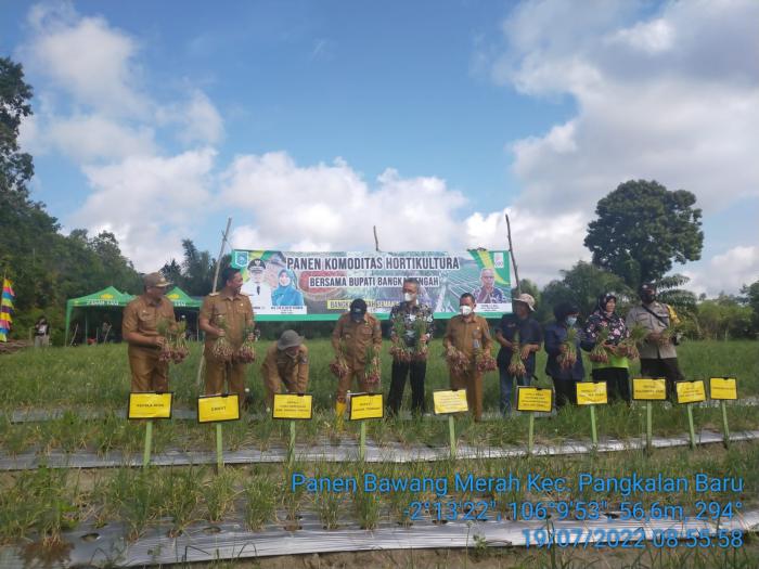 Prospek Usaha Tani Bawang Merah di Bangka Belitung