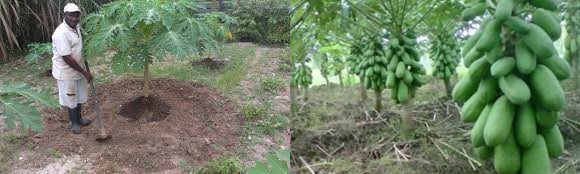 Cara Memupuk Buah Pepaya California Agar Tumbuh Subuh Dan Berbuah Lebat