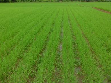 Budidaya Jarwo Tanaman Padi Sawah
