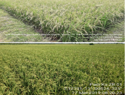 GEJALA KEKURANGAN UNSUR HARA PADA TANAMAN PADI (BPP Unaaha)