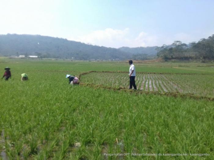 Penyiangan Gulma Padi Sawah Di Kelompok Tani Sida Mukti Desa Karangjambu Kecamatan Karangjambu Kabupaten Purbalingga