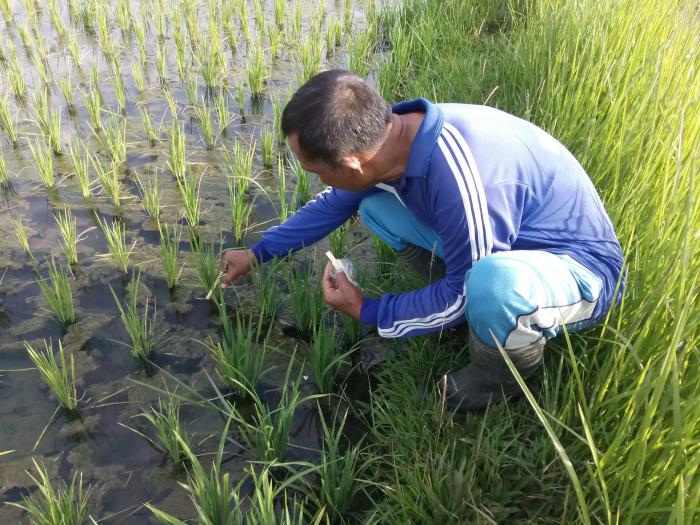 APLIKASI Trichogramma sp SEBAGAI PARASITOID BAGI TELUR HAMA PENGGEREK BATANG