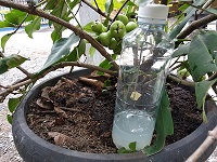 Pengendalian Lalat Buah Dengan Perangkap Metil Eugenol