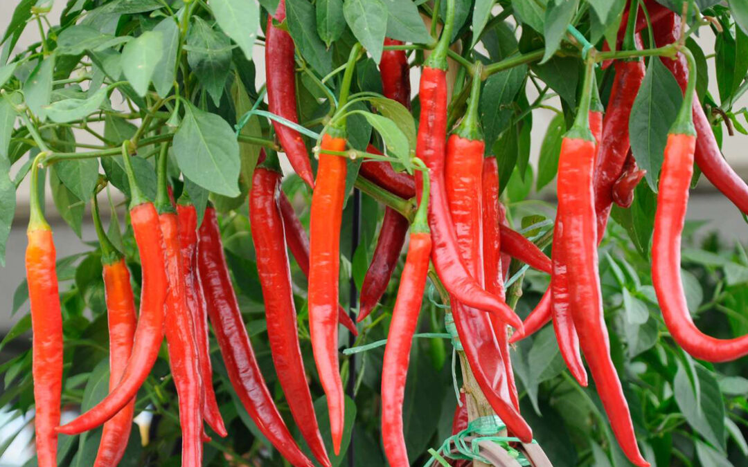 Biochar Sekam Padi Meningkatkan Kesuburan Lahan Sawah