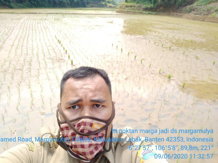 Kegiatan Percepatan Tanam padi sawah bulan Juni 2020 di Kec Cileles