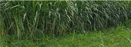 RUMPUT PAKCHONG , PAKAN HIJAUAN UNGGULAN TERNAK SAPI