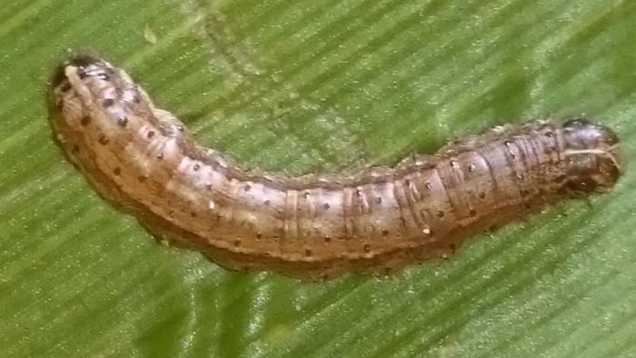MENGENAL FALL ARMYWORM (Spodoptera Frugiperda) HAMA BARU PADA TANAMAN JAGUNG DI INDONESIA
