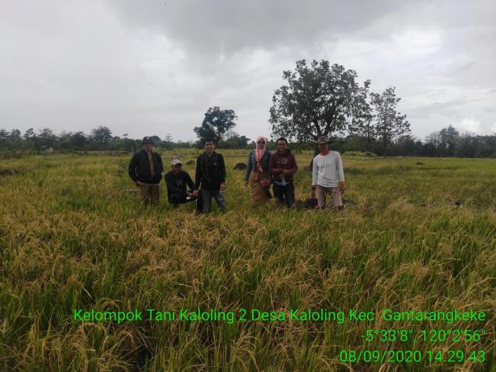 Monitoring dan Validasi Data luas Pertanaman Padi di lahan Kelompok Tani Kaloling 2 dan Bunga Harapan Kab.Bantaeng