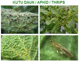 PENGENDALIAN HAMA THRIPS DAN KUTU DAUN PADA TANAMAN CABAI 