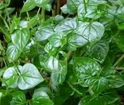 Pernak Pernik Daun Sirih Cina Dan Manfaat