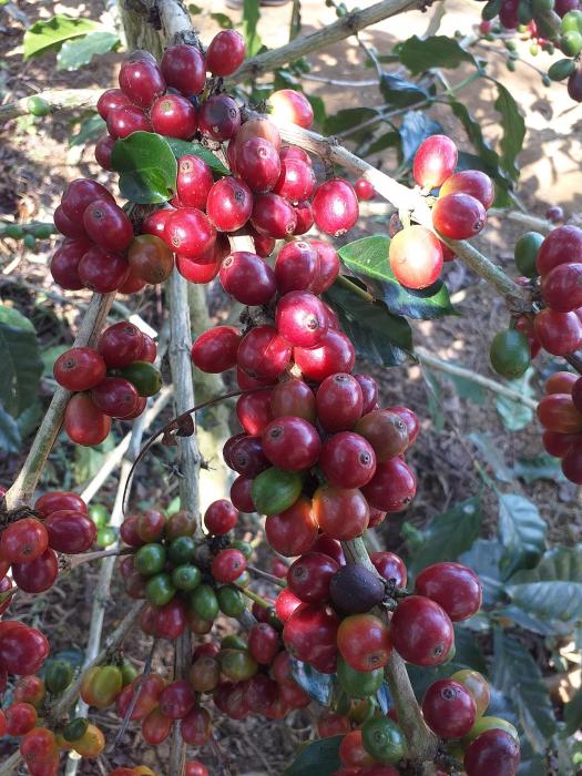 Pemangkasan Tanaman Kopi