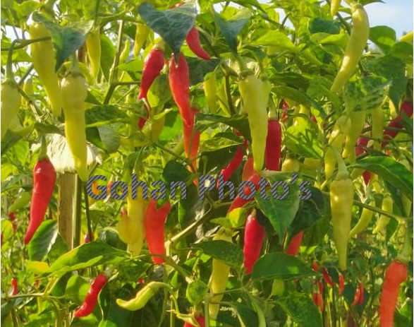 Mengenal Potensi Cabai Rawit Prima Agrihorti di lahan kering masam