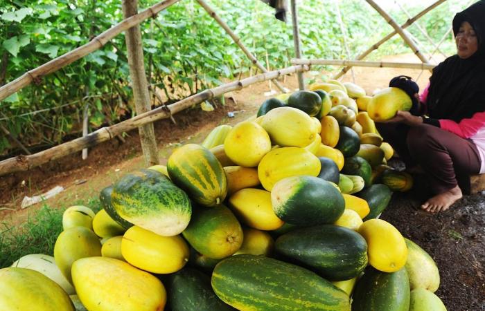 Tips Memilih Timun Suri