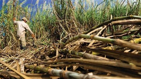 MANFAAT KUR KKPE TEBU MELALUI KEMITRAAN