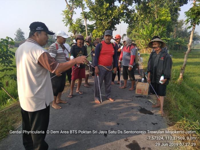  Penyakit BLAS (Pyricularia oryzae Cav.) pada Padi Varietas INPARI 32  di Lokasi DEM Budidaya Tanaman Sehat (BTS) Ds. Sentonorejo Kec. Trowulan Kab. Mojokerto