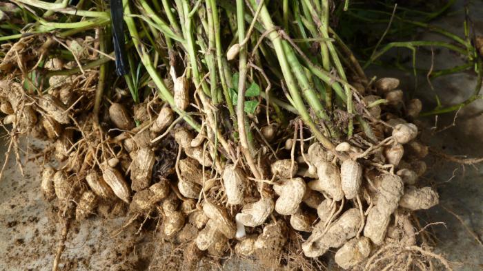 TEKNOLOGI PRODUKSI KACANG TANAH (Arachis hipogeae L.)