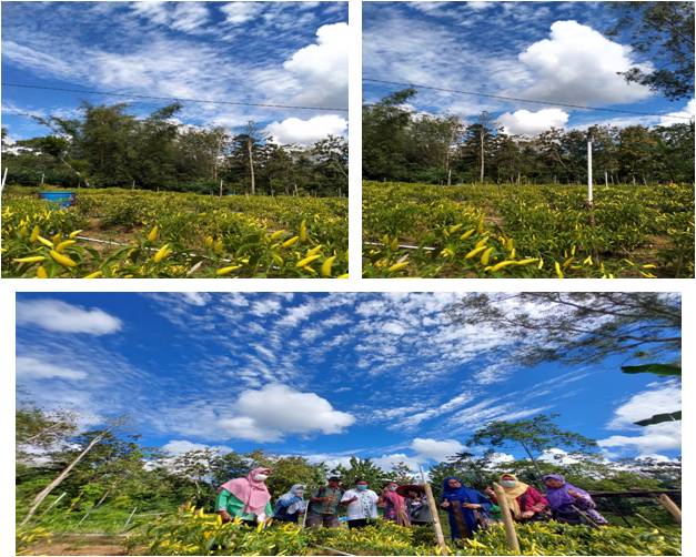 Pemupukan pada Budidaya Cabai (Capsicum annuum L.) Menggunakan Irigasi Tetes dan Mulsa Polyethylene.
