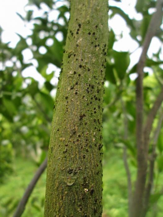 JAMU CALIFORNIA AMPUH ATASI JAMUR  BATANG PADA TANAMAN JERUK