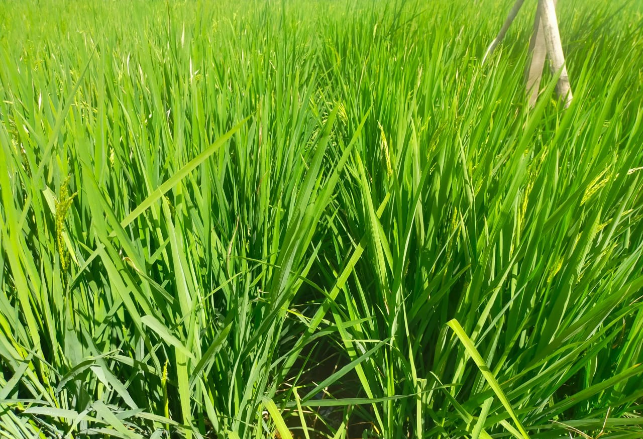 TABULAMPOT, TEKNOLOGI BUDIDAYA JERUK  DI LAHAN SEMPIT