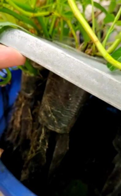 SISTEM HIDROPONIK: SOLUSI PERTANIAN DI KETERBATASAN LAHAN DAN MEDIA TANAH