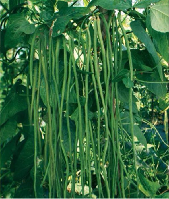 Bertanam Kacang Panjang di Daerah berkapur