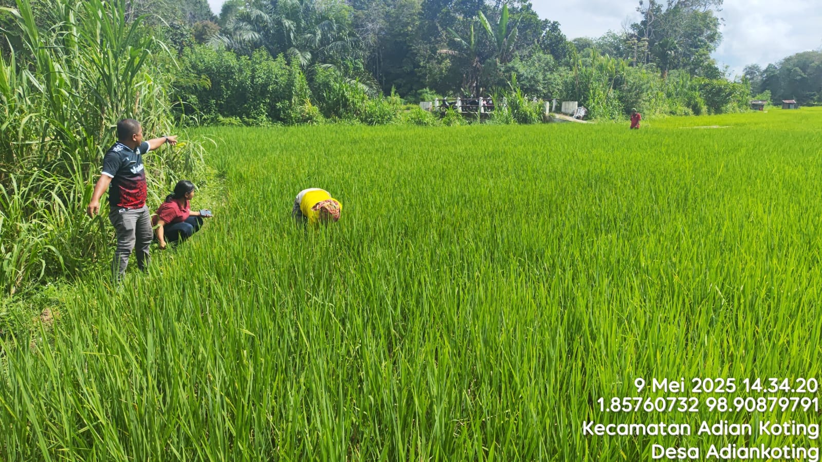 Jajar Legowo Sederhana, Hasil Luar Biasa