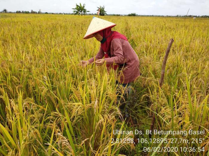 Teknologi Budidaya Padi Organik 