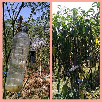 Cara Mengatasi Hama Pada Tanaman Bawang Merah