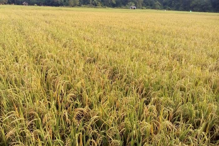 Benih Padi Bermutu (ciri-ciri, Cara Mendapatkan, dan Manfaat)