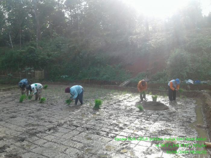 Kegiatan Percepatan Tanam padi sawah bulan Juni 2020 di Kec Cirinten