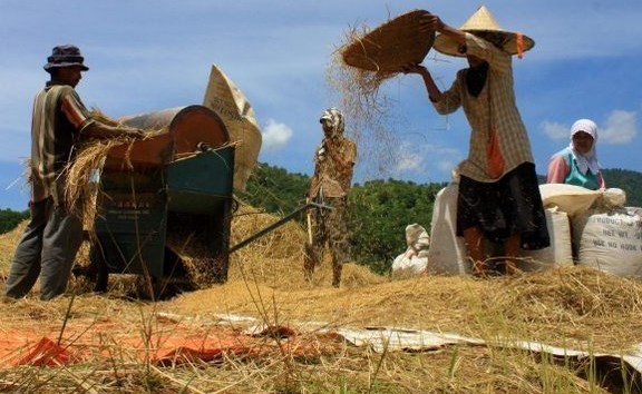 Proses Pemanenan Padi