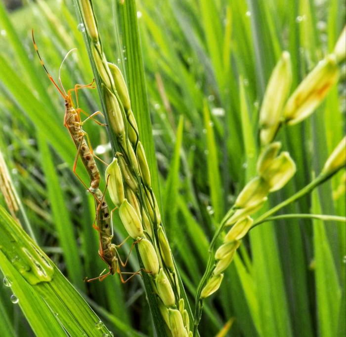 Pengendalian Hama Walang Sangit Pada Tanaman Padi Sawah