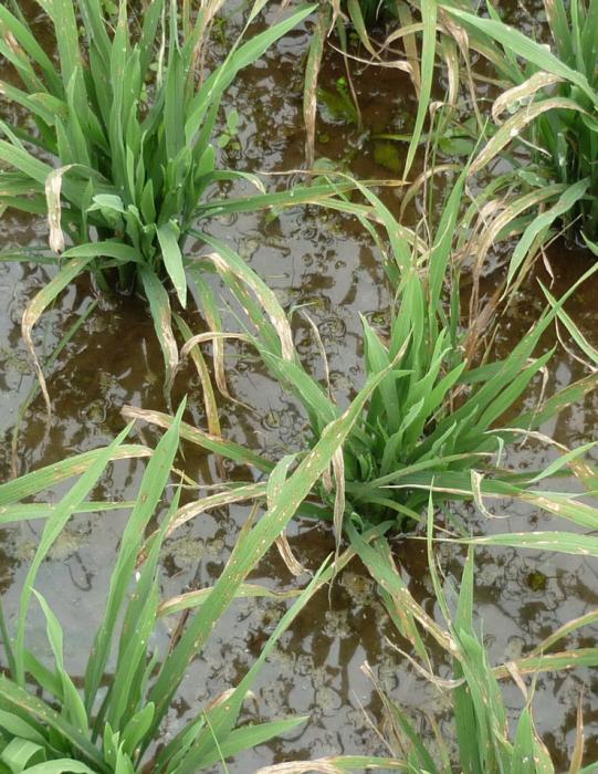 STRATEGI PENGENDALIAN PENYAKIT BLAS  PADA TANAMAN PADI SAWAH