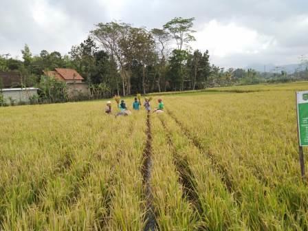 Menghitung Produksi Padi dengan Metode Ubinan