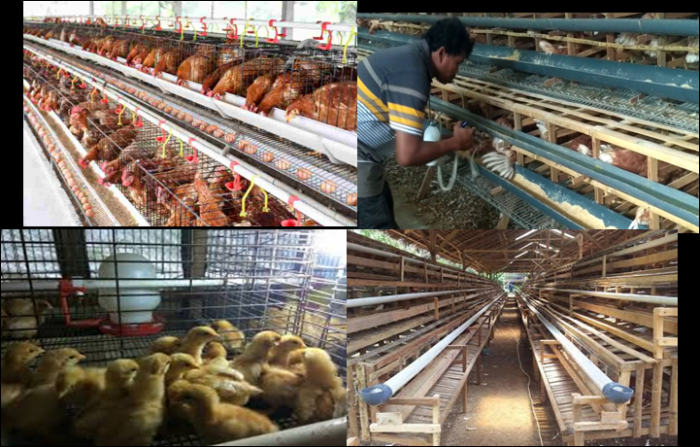 Cara Beternak Ayam Petelur