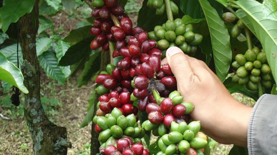 Pengolahan Kopi