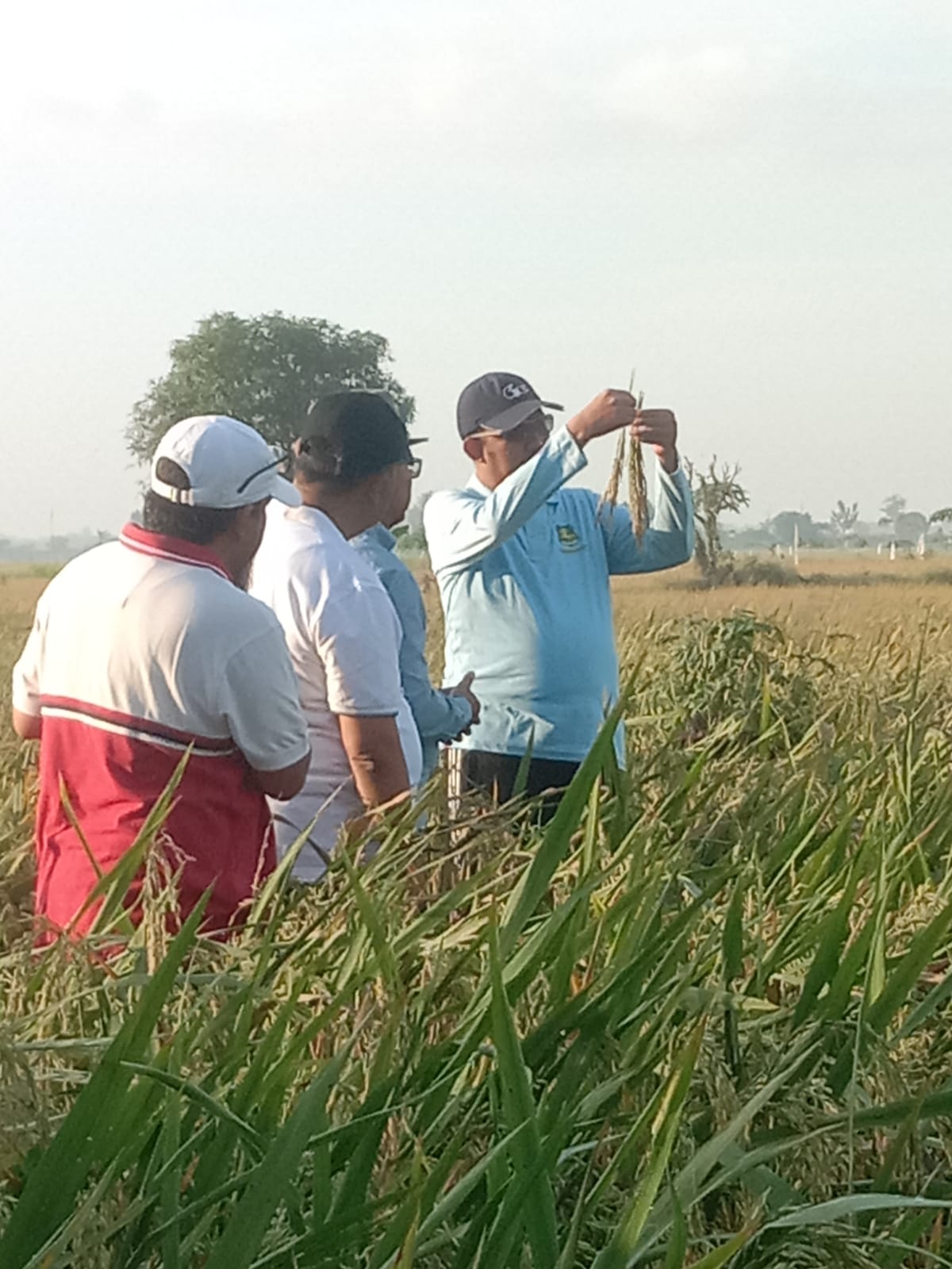 BUPATI SUMENEP KUNJUNGI LAHAN PADI HMS 700 DI DESA PARSANGA