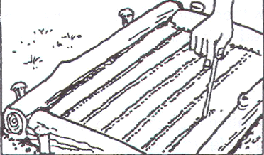 MENANAM JAGUNG MANIS