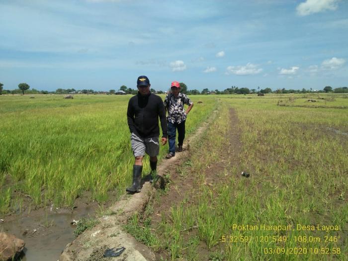 Monitoring  Pertanaman Padi di Kelompok Tani Harapan Desa Layoa Kec. Gantarangkeke Kab. Bantaeng